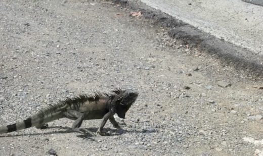 iguanas on St. Thomas