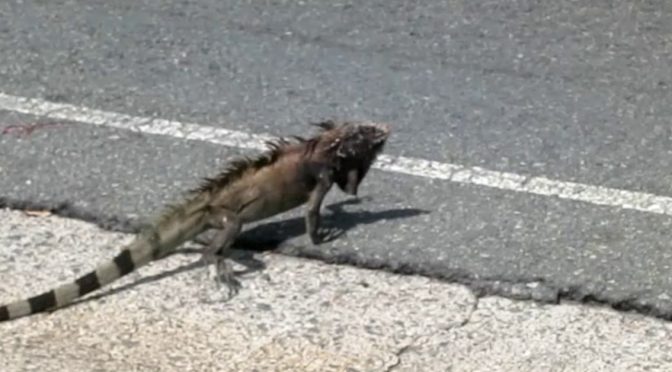 Why did the iguana cross the road?